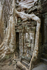 Naklejka premium Ta Prohm historic site in Cambodia.