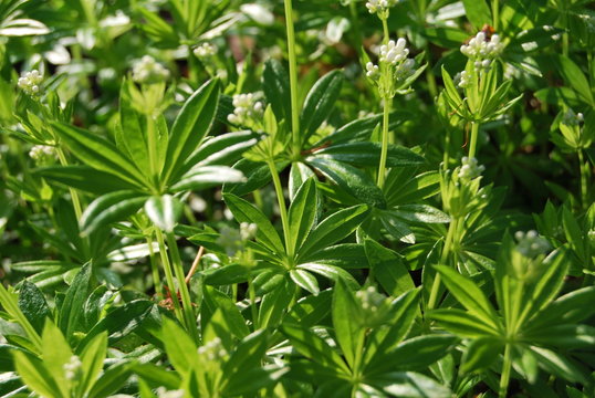 Waldmeister/Wohlriechendes Labkraut (Galium odoratum)