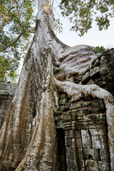 Ta Prohm historic site in Cambodia.