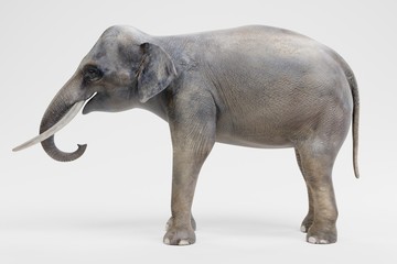 Realistic 3D Render of Asian Elephant - Male
