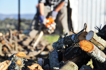 in the background, out of focus, woodcutter sawing chain saw in motion, sawdust fly to sides.