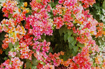 Naklejka premium Blooming paperflower ,lesser bougainvillea (Bougainvillea glabra) is climbing shrub with thorny stems ,tiny white flower appear in clusters surrounded by colorful papery bracts use as ornamental plant