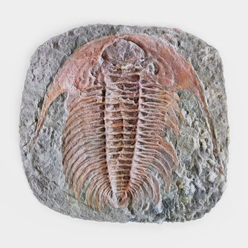 Realistic 3D Render of Trilobite Fossil