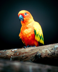 Sitzender Papagei auf Baum