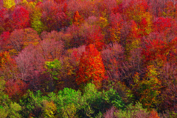 Beautiful autumn landscape. Deciduous forest in the mountains, bright red, orange and green leaves on the trees.