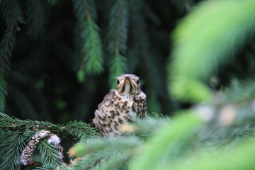 Cuckoo sitting on the Christmas tree