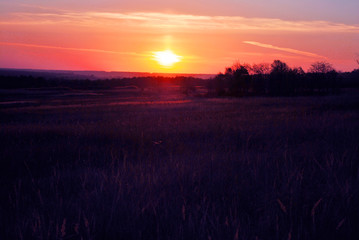 Fototapeta na wymiar Beautiful sunset, purple-pink sky with golden sun, black trees silhouettes on horizon