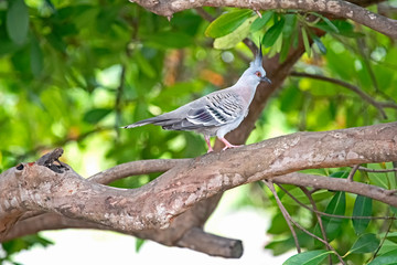 pigeon on tall tree branch