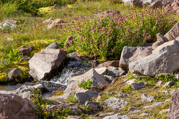 stones and rocks along alpine meadow and stream