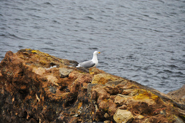 seagull perched on some rocks