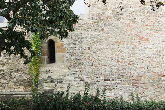 Old wall in Prague castle with tree
