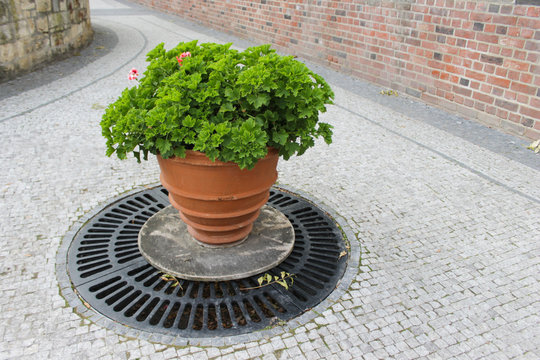 Ceramic pots with flowers on the stone paving closeup