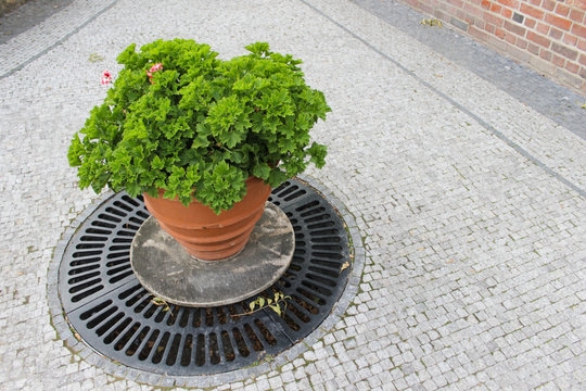 Ceramic pots with flowers on the stone paving closeup