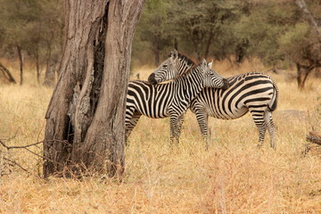 zebras camouflaging to protect themselves from predators in the Serengeti, Tanzania 