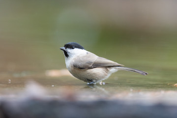 bright-headed tit