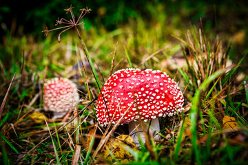 Two amanita mushrooms green meadow
