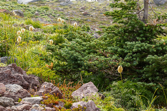 alpine meadow with small trees at rainier