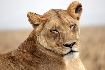 a lioness sleeps lightly in the Serengeti, Tanzania