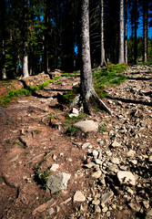 forest with stone pavement