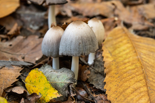 Common Inky Cap Mushrooms Fruiting in Autumn