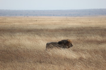 a male lion walking through the bush in the Serengeti, Tanzania