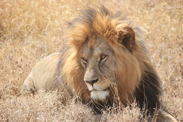 a male lion causally scanning the bush in the Serengeti, Tanzania