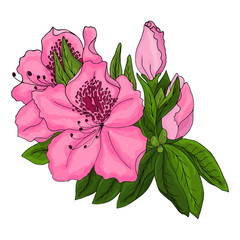 Bright pink azalea flowers with green foliage and unopened buds on a white background. Vector illustration. 