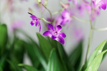 Flowers of a dendrobium orchid (Dendrobium kingianum)