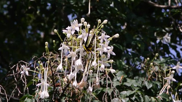 Butterfly at flower of cork tree,  Troides aeacus