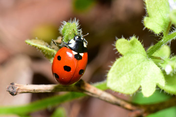 Close-up of young spring red ladybug on fluffy blackberry leaf - obrazy, fototapety, plakaty