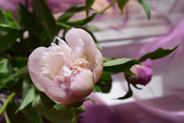 peony on window