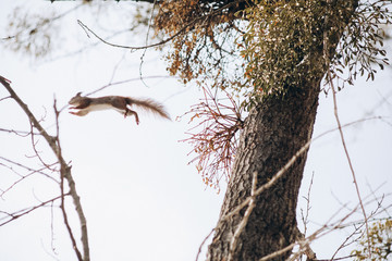 squirrel on the tree in park