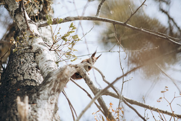 squirrel on the tree in park