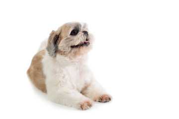 cute shih tzu dog with tongue sticking out sitting on the floor