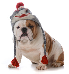 male english bulldog wearing hat