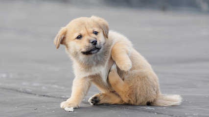 Adorable brown puppy dog scratch an itch by its leg, funny expression.