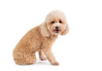 cute curly-haired poodle looking at camera