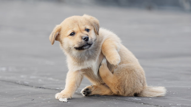 Adorable Brown Puppy Dog Scratch An Itch By Its Leg, Funny Expression.