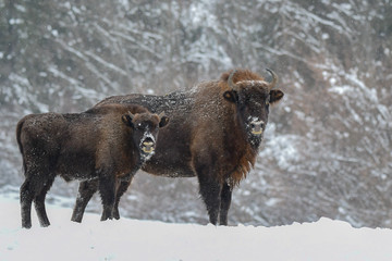 Wisents (Bison bonasus) in the meadow. Winter in Bieszczady Mountains. Poland.