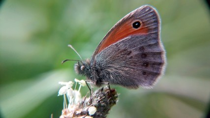 Butterfly in fur big