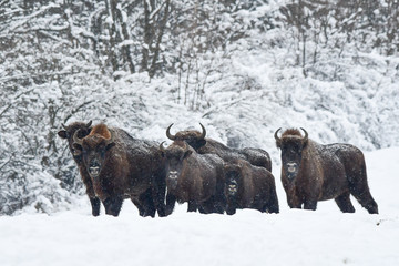 Wisent (Bison bonasus) in the meadow. Winter in Bieszczady Mountains. Poland.