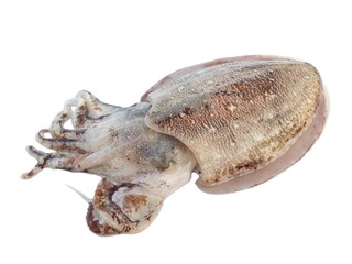 Giant cuttlefish isolated on w - obrazy, fototapety, plakaty