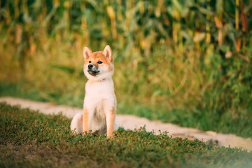 Naklejka na ściany i meble Young Red Shiba Inu Puppy Dog Sitting Outdoor In Road Through Co