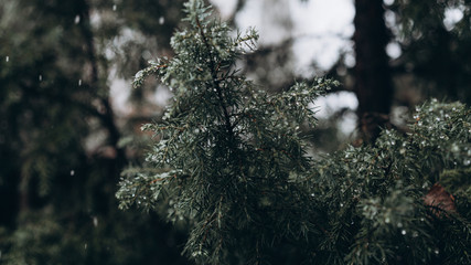 Raindrops on a tree. Processed with VSCO with c8 preset.