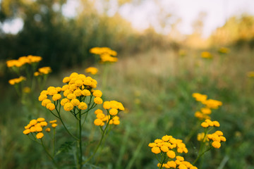 Tansy - Tanacetum Vulgare - Is A Perennial, Herbaceous Flowering