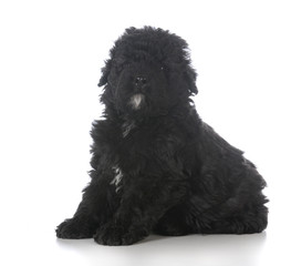 male bouvier des flandres puppy