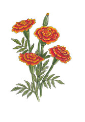 Botanical watercolor illustration of marigold.
