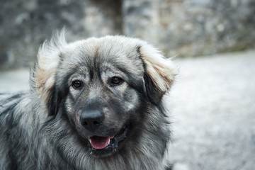 Close Up of a Beautiful Karst Dog