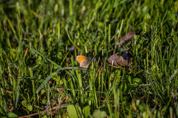 Kleines Wiesenvögelchen