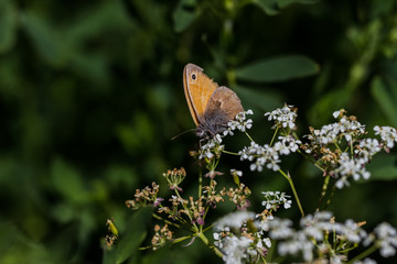 Kleines Wiesenvögelchen